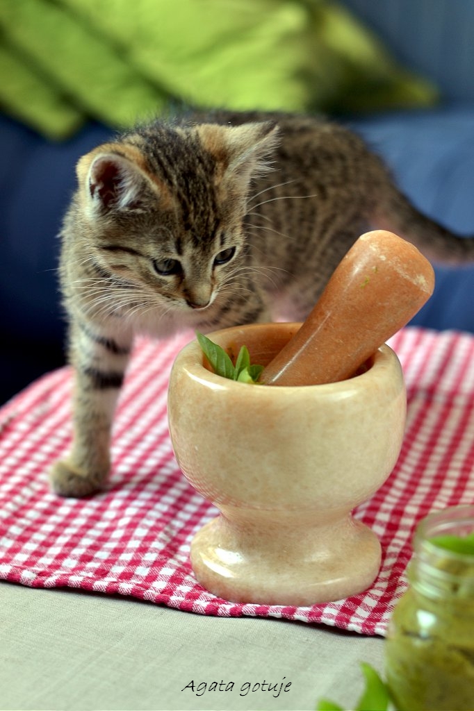 Genuenskie pesto z bazylii alla genovese 04-1024