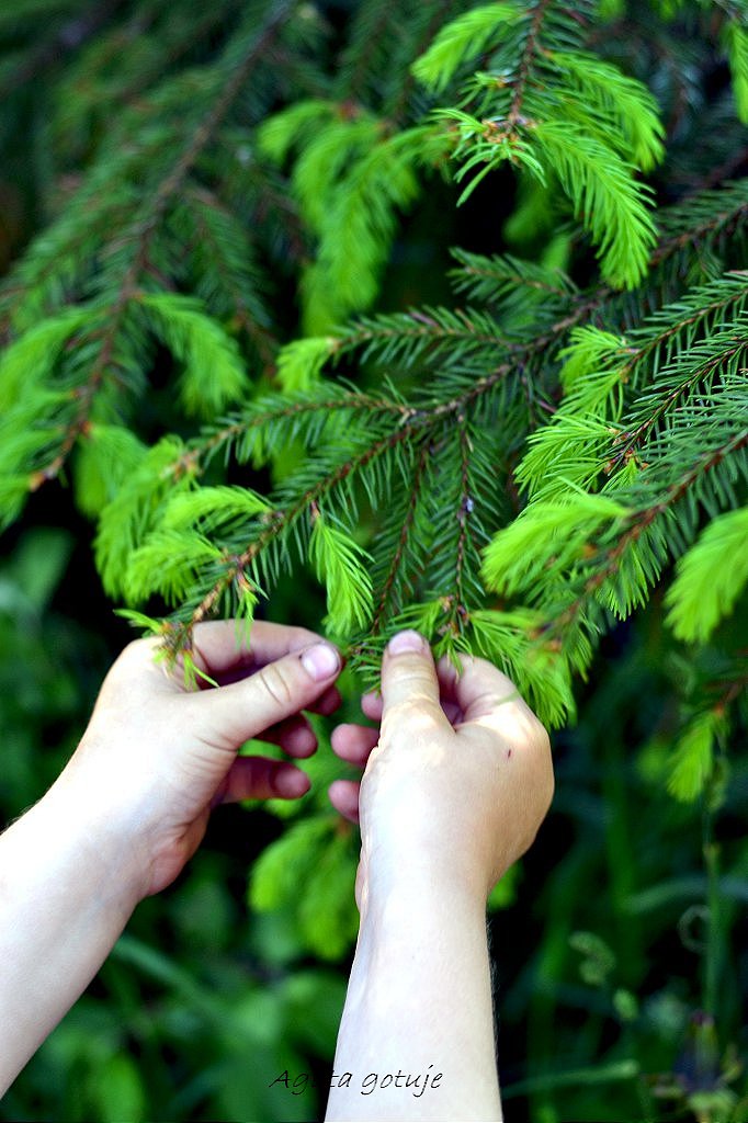 pedy swierka 03-1024-1024